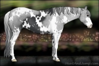 Horse Color:White Spotted Black Sabino