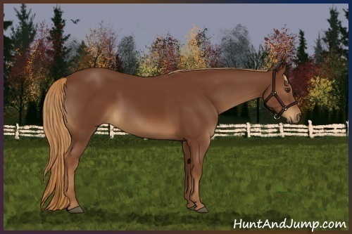 Horse Color:Chestnut Sabino 