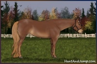 Horse Color:Chestnut Sabino 