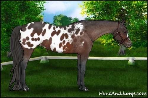 Horse Color:Brown Appaloosa 