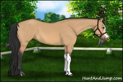 Horse Color:Bay Dun 
