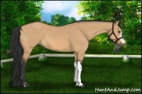 Horse Color:Bay Dun