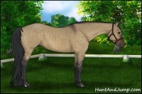 Horse Color:Brown Dun 