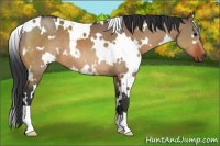 Horse Color:White Spotted Bay Dun