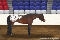 Horse Color:Brown Appaloosa 