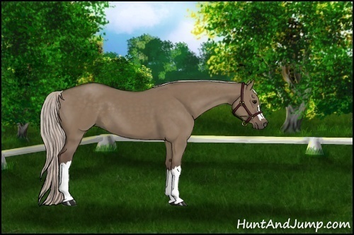 Horse Color:Silver Grullo