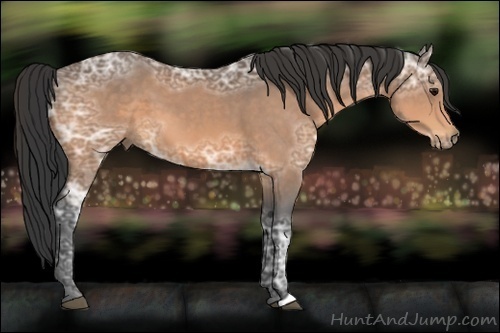 Horse Color:Buckskin Ice 