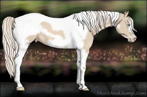 Horse Color:Cremello Tobiano Frame 