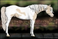 Horse Color:Cremello Tobiano Frame 