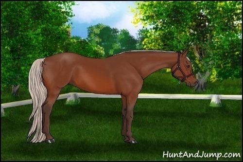 Horse Color:Silver Bay 