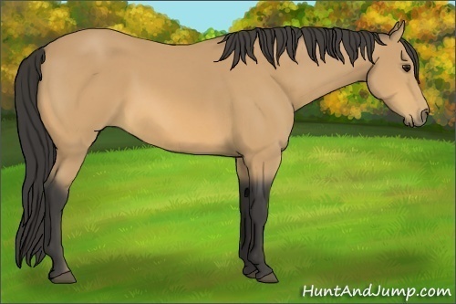 Horse Color:Buckskin 