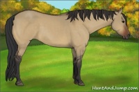 Horse Color:Bay Dun