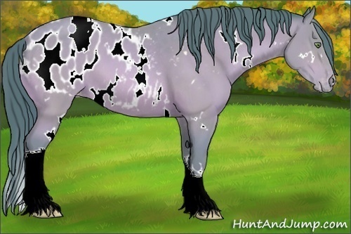 Horse Color:Watercolor White Spotted Amber Champagne Appaloosa 