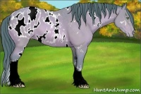 Horse Color:Watercolor White Spotted Amber Champagne Appaloosa