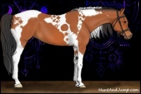 Horse Color:Bay Tobiano 