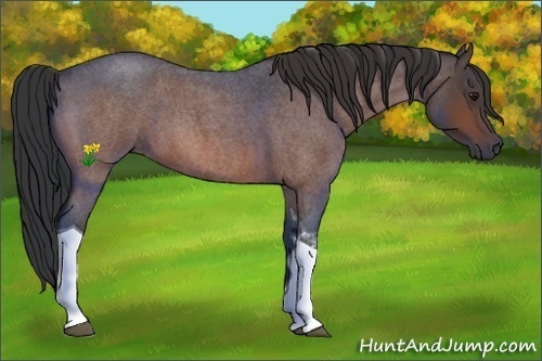 Horse Color:Bay Roan Tobiano 