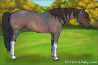 Horse Color:Bay Roan Tobiano