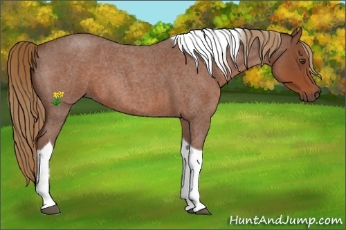 Horse Color:Red Roan Tobiano 