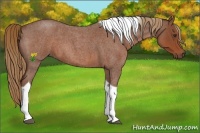 Horse Color:Red Roan Tobiano 