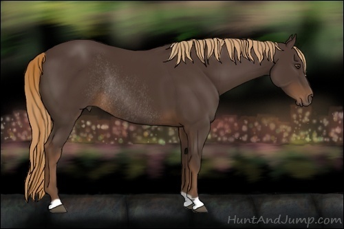 Horse Color:Liver Chestnut Rabicano 