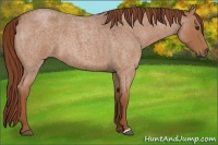 Horse Color:Red Roan 