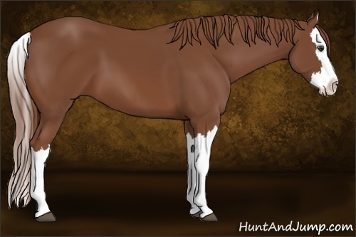 Horse Color:Chestnut Splash 