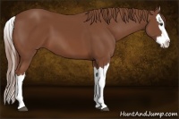 Horse Color:Chestnut Splash 