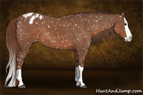 Horse Color:Chestnut Splash Snowflake Varnish