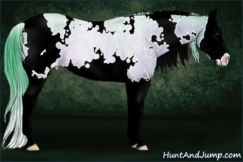 Horse Color:Watercolor White Spotted Bay Sabino Splash 