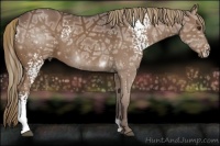 Horse Color:White Spotted Liver Chestnut Ice 