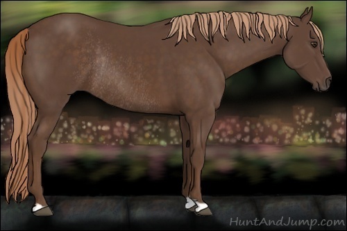 Horse Color:Liver Chestnut Rabicano 