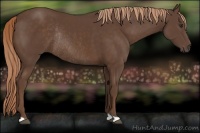 Horse Color:Liver Chestnut Rabicano 