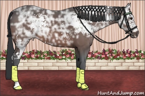 Horse Color:White Spotted Bay Ice 