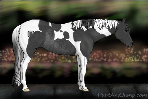 Horse Color:Black Tobiano Rabicano