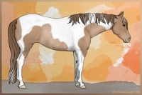Horse Color:Black Pearl Tobiano Rabicano