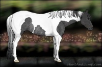 Horse Color:Black Tobiano Rabicano