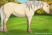 Horse Color:Silver Classic Champagne Dun