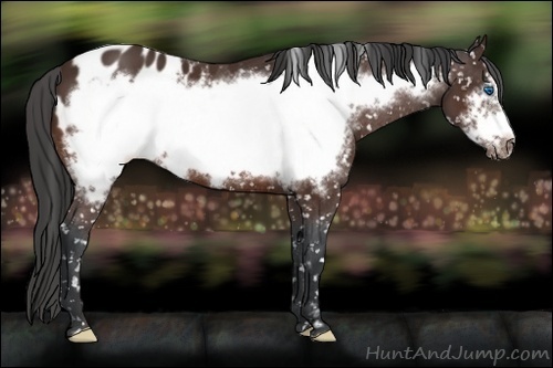 Horse Color:Brown Frame Appaloosa 