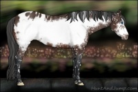 Horse Color:Brown Frame Appaloosa 