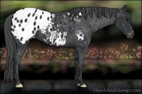 Horse Color:Black Appaloosa