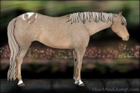 Horse Color:Chocolate Palomino Appaloosa 