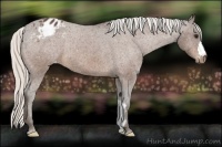 Horse Color:Silver Brown Appaloosa 
