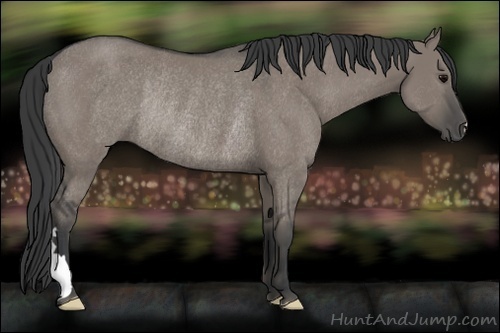 Horse Color:Grullo Rabicano 