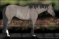 Horse Color:Grullo Rabicano 