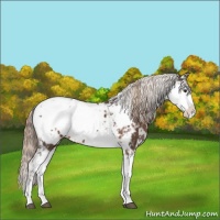 Horse Color:Liver Chestnut Sabino Appaloosa