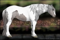 Horse Color:Brown Tobiano Varnish 