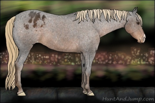 Horse Color:Liver Chestnut Appaloosa 
