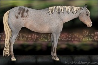 Horse Color:Liver Chestnut Appaloosa