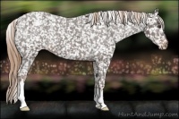 Horse Color:Liver Chestnut Appaloosa 