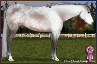 Horse Color:Gray Brown Rabicano 